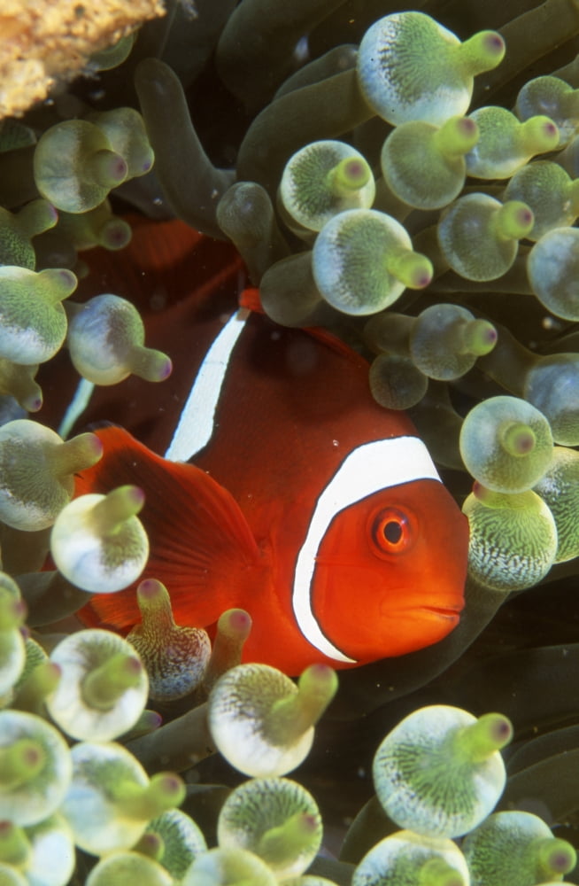 Tomato clownfish in sea anemone Papua New Guinea Canvas Art - Beverly FactorStocktrek Images (12 x 18)