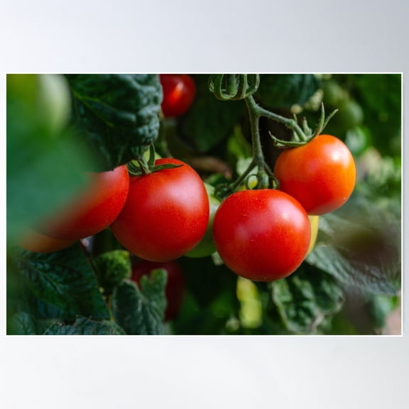 Tomatoes Poster Wall Art, Modern Wall Decor For Living Room Bedroom, 12x18 UNFRAMED
