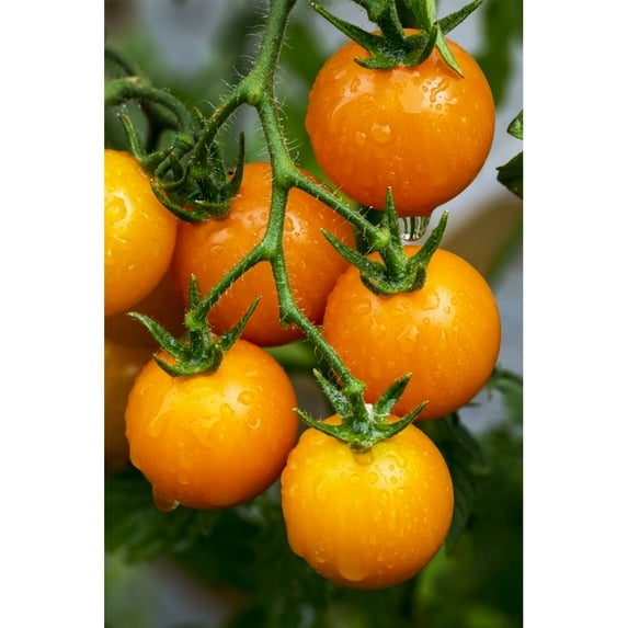 Tomatoes growing on a vine by Michael Interisano / Design Pics (12 x 19)