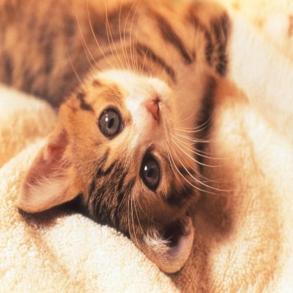 Tomax 300 Piece Puzzle Kitten