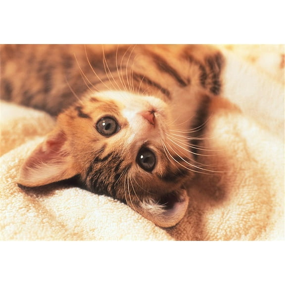 Tomax Jigsaw Puzzle - Kitten (300 Pieces)