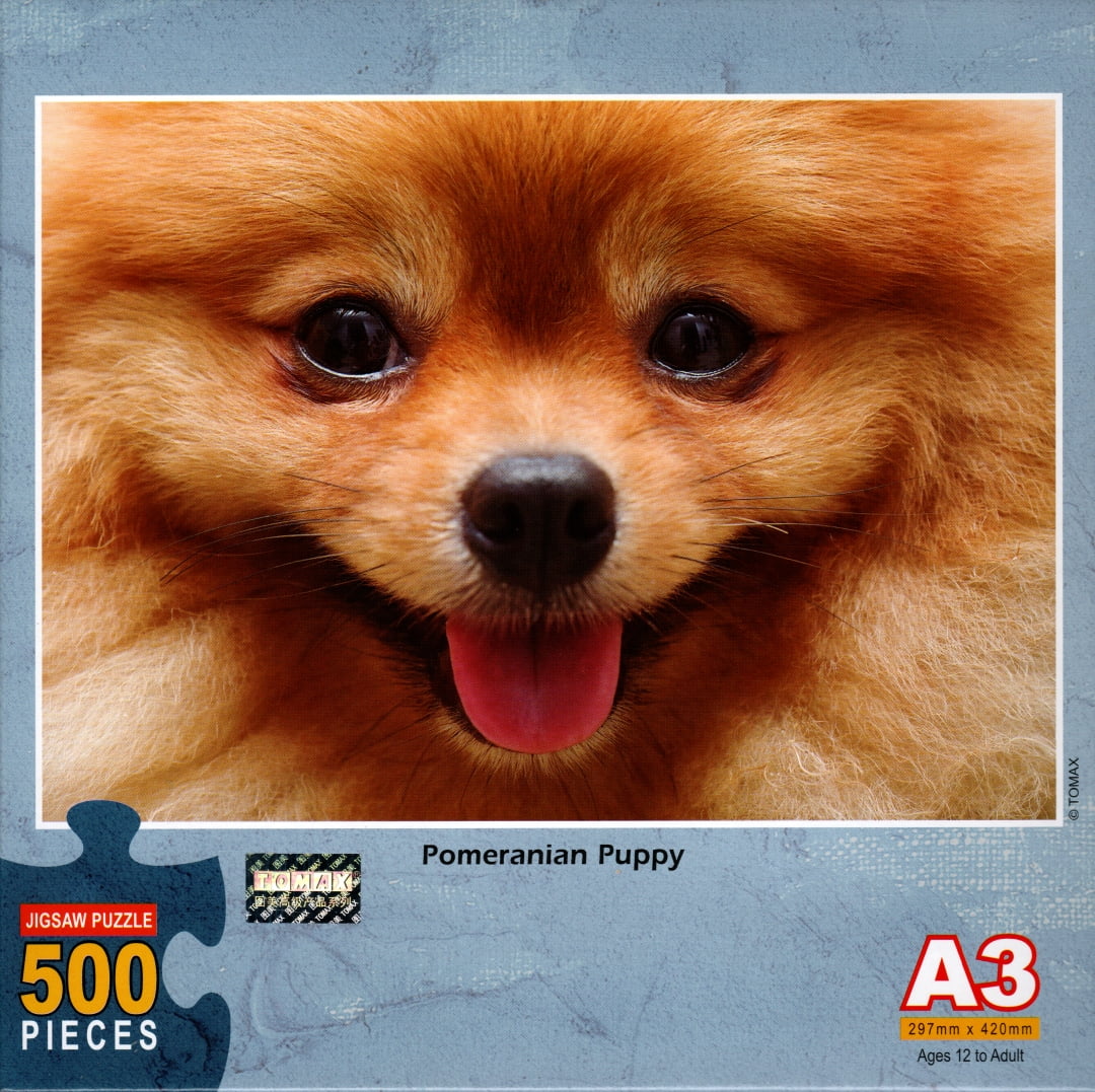Pomeranian under best sale 500