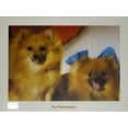 thumbnail image 1 of Tomax Jigsaw Puzzle -The Pomeranians (300 Pieces), 1 of 1