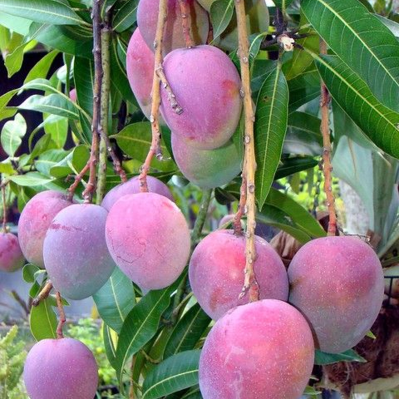 Tommy Atkins Mango Tree Live Plant, 10-14 Inches Tall, Tropical Mango Fruit Tree