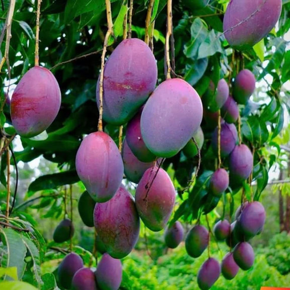 Tommy Atkins Mango Tree Live Plant, 812 Inches Tall, Tropical Mango Fruit Tree