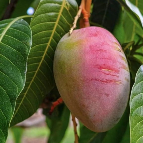 Tommy Mango Live Starter Plant - 8-12" Tall - Mangifera indica - Tropical Mango Fruit Tree for Containers, Patios & Home Orchards