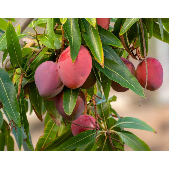 Tommy Mango Plant Live for Planting, Sweet Mango Trees,Tropical Fruit Tree Live for Garden 12 to 14 Inc Tall in 1 Gal Pot