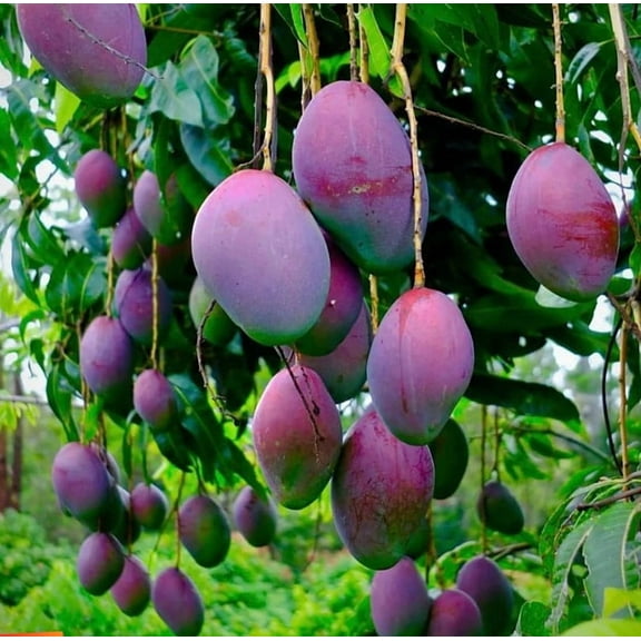 Tommy Mango Tree Live Plant 10-14" Tall in Pot - Sweet Mango Tree - Seeding Mango Live Plant - Tropical Fruit Tree - Outdoor Garden