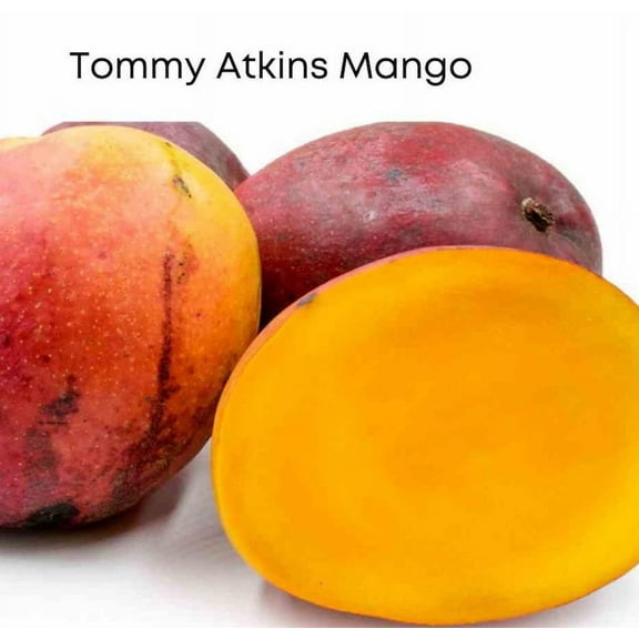 Tommy atkins MANGO TREE GRAFTED (2-4 Feet Tall). Ship to all states