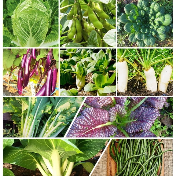 TomorrowSeeds - 10 Asian Vegetable Seeds Mix Seeds - 1 Combination Pack - For 2026 Planting Non-GMO