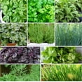 thumbnail image 1 of TomorrowSeeds - 10 "Herb Lovers" Seeds Mix Seeds - 1 Combination Pack - For 2026 Planting Non-GMO, 1 of 11