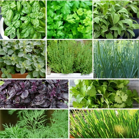 TomorrowSeeds - 10 "Herb Lovers" Seeds Mix Seeds - 1 Combination Pack - For 2026 Planting Non-GMO