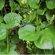 TomorrowSeeds - Giant Malabar Spinach Seeds - 150+ Count - For 2025 Planting USA Garden Green