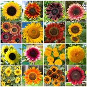 TomorrowSeeds - 16 Species Mix Sunflower Seeds - 2400+ Count - For 2026 Planting Rainbow Blend