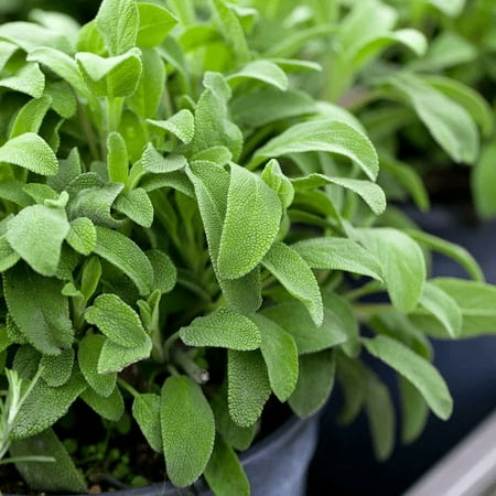 TomorrowSeeds - Broadleaf Sage Seeds - 400+ Count - For 2026 Planting Salvia Perennial Heirloom