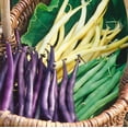 thumbnail image 1 of TomorrowSeeds - 3 Colors Mix Green Beans (Mardi Gras Blend) Seeds - 30+ Count - For 2026 Planting, 1 of 11