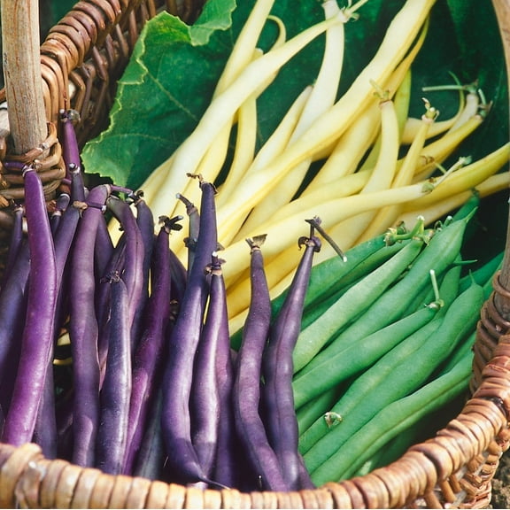 TomorrowSeeds - 3 Colors Mix Green Beans (Mardi Gras Blend) Seeds - 30+ Count - For 2026 Planting