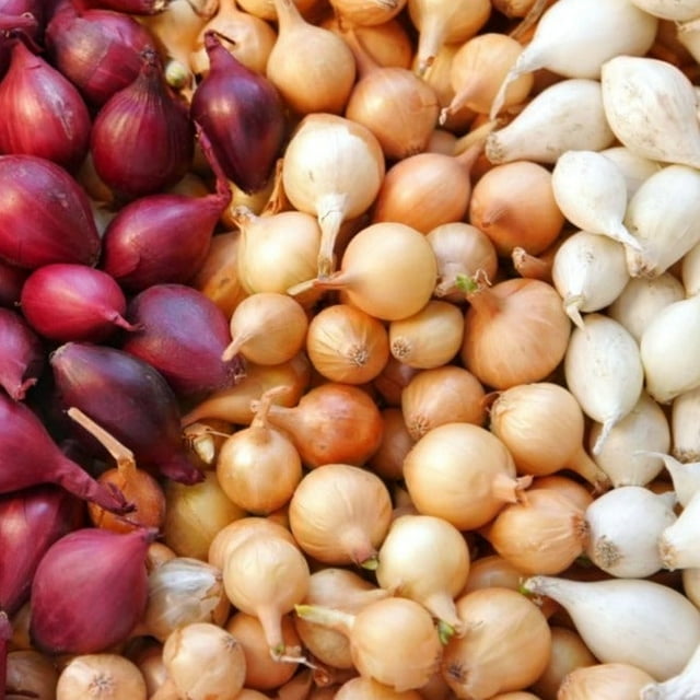 TomorrowSeeds - 3 Colors Mix Onion Sets (Bulbs) Seeds - 1 Pound - Variable Set Sizes