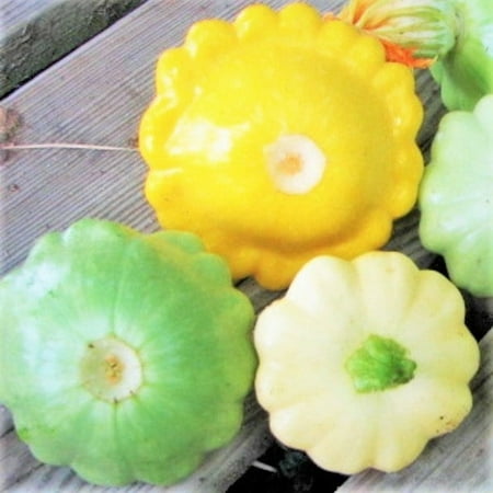 TomorrowSeeds - 3 Colors Mix Patty Pan (Bush Scallop Squash) Seeds - 90+ Count - For 2026 Planting