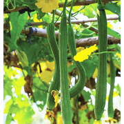 TomorrowSeeds - Extra Long Smooth Luffa Gourd Seeds - 30+ Count - For 2025 Planting Smooth