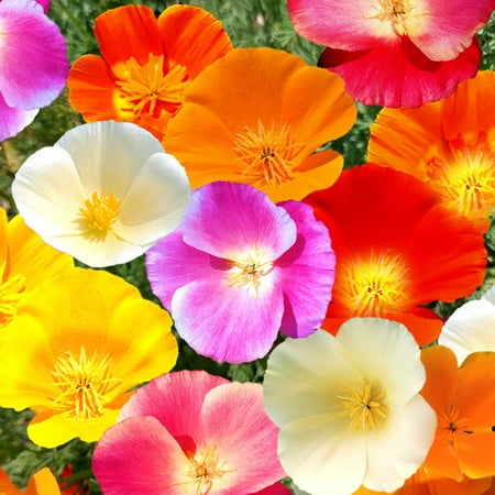 TomorrowSeeds - 7 Colors Mix California Poppy Seeds - 6000+ Count - For 2026 Planting Rainbow