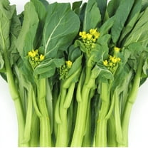 TomorrowSeeds - 70D Improved Green Yu Choy Sum Seeds - 500  Count - For 2025 Planting 70D Improved