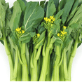 thumbnail image 1 of TomorrowSeeds - 70D Improved Green Yu Choy Sum Seeds - 5000+ Count - For 2026 Planting 70D Improved, 1 of 9
