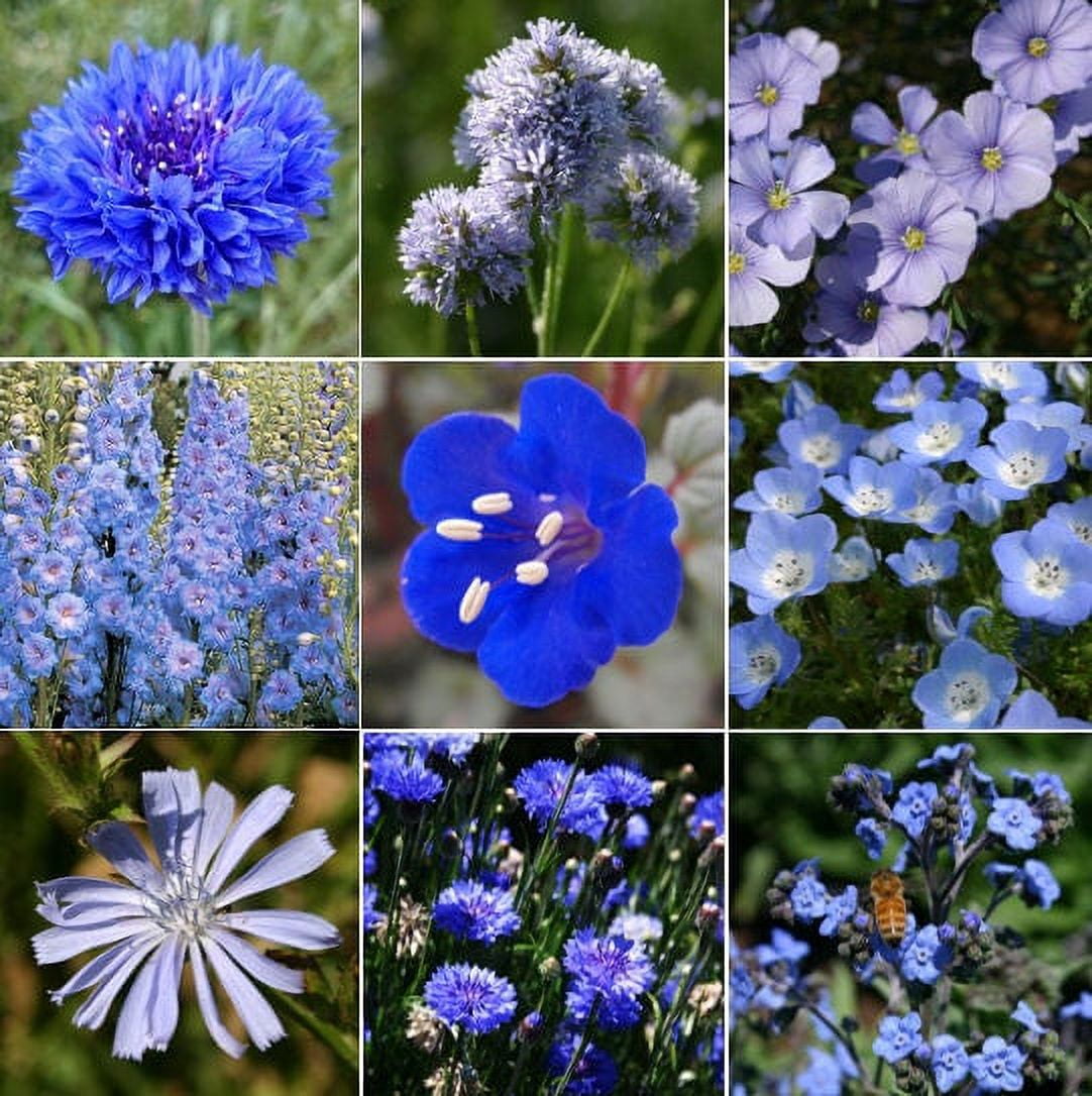 TomorrowSeeds - 9 Species Mix Blue Wildflower Seeds - 750+ Count Packet -  Multi Variety Baby Blue Eyes Larkspur Bachelor Button Flower Seed Non GMO  2023 Season 