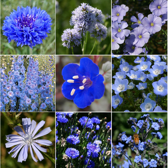 TomorrowSeeds - 9 Species Mix Blue Wildflowers Seeds - 3000+ Count - For 2026 Planting Multi Variety