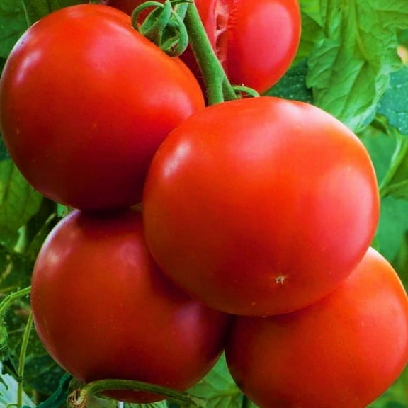 TomorrowSeeds - Ace 55 Tomato Seeds - 500+ Count - For 2026 Planting Farmers Market Determinate