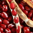thumbnail image 1 of TomorrowSeeds - Adzuki Red Bean Seeds - 50+ Count - For 2026 Planting USA Vegetable Asian Azuki, 1 of 11