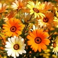 thumbnail image 1 of TomorrowSeeds - African Daisy Mix Seeds - 4500+ Count - For 2026 Planting Cape Marigold Rain, 1 of 9