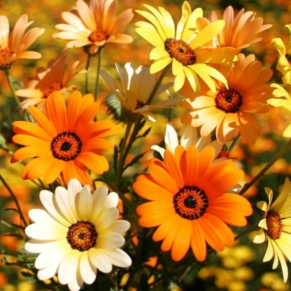 TomorrowSeeds - African Daisy Mix Seeds - 1500+ Count - For 2026 Planting Cape Marigold Rain