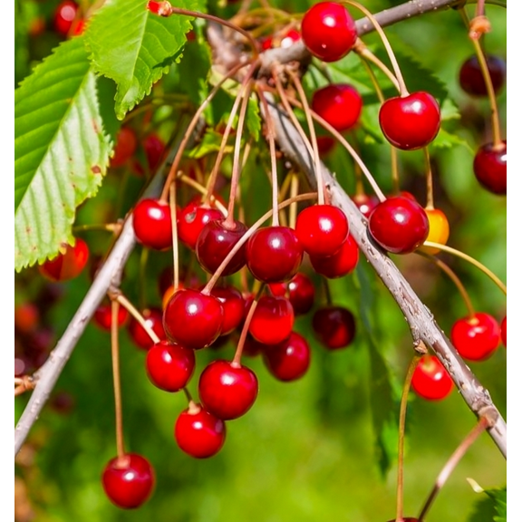 TomorrowSeeds - Sweet Red Cherry Tree Seeds - 25+ Count - For 2026 Planting Mazzard Juicy Red