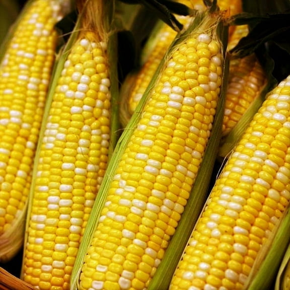 TomorrowSeeds - Ambrosia Sweet Corn Seeds - 30+ Count - For 2025 Planting Bicolor Yellow & White