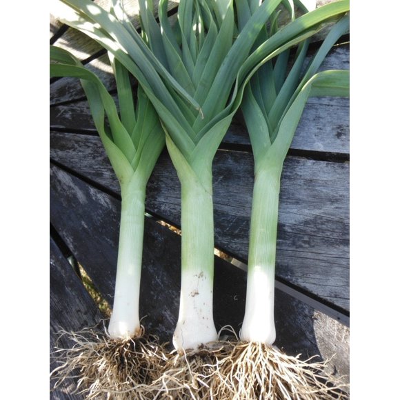 Green Onion Bulbs