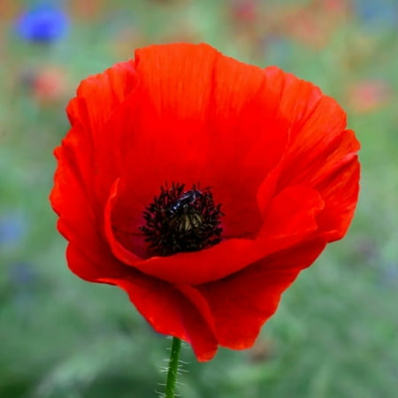TomorrowSeeds - American Legion Poppy (Red Corn Poppy) Seeds - 24,000+ Count - For 2026 Planting Red