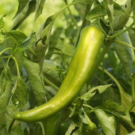 TomorrowSeeds - Anaheim Chile Pepper Seeds - 900+ Count - For 2026 Planting 2,500 Scoville Heirloom
