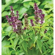 TomorrowSeeds - Anise Basil Seeds - 1200+ Count Packet - Ocimum Basilicum Pot Herb Garden Ornamental Thai Black Licorice Persian Medicinal Seed Non GMO For 2024