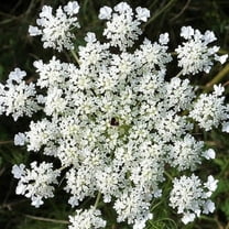 TomorrowSeeds - Anise Seeds - 1000  Count - For 2026 Planting Non-GMO Heirloom Herbs Vegetable USA