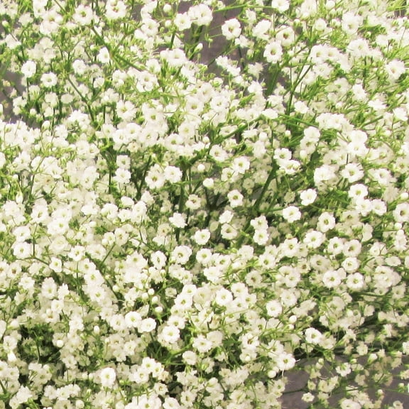 TomorrowSeeds - Elegant Baby's Breath Seeds - 6000+ Count - For 2026 Planting Showy Florist Favorite