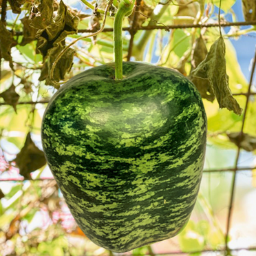 TomorrowSeeds - Apple Gourd Seeds - 20+ Count - For 2025 Planting Large Ornamental Gourds Green