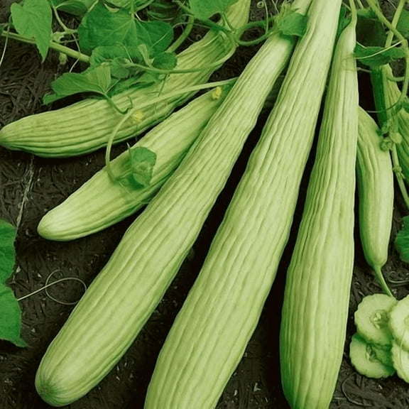 TomorrowSeeds - Armenian Cucumber Seeds - 100+ Count - For 2026 Planting Yard Long Serpent Cucumber