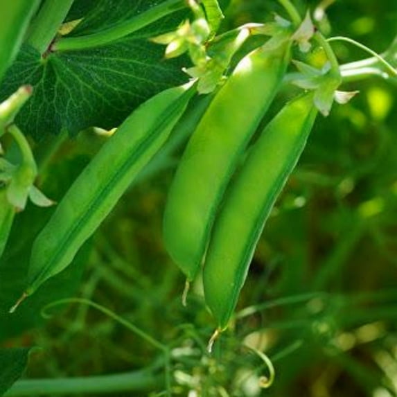 TomorrowSeeds - Austrian Winter English Pea Seeds - 300+ Count - For 2026 Planting Pod USA Garden