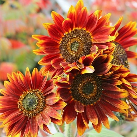 TomorrowSeeds - Autumn Beauty Sunflower Seeds - 200+ Count - For 2026 Planting Pollinator-Friendly