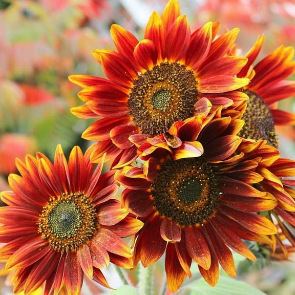 TomorrowSeeds - Autumn Beauty Sunflower Seeds - 200+ Count - For 2026 Planting Pollinator-Friendly