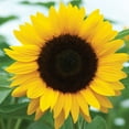 thumbnail image 1 of TomorrowSeeds - Peredovik Sunflower Seeds - 1/2 Pound Bulk - For 2026 Planting USA-Grown, 1 of 4