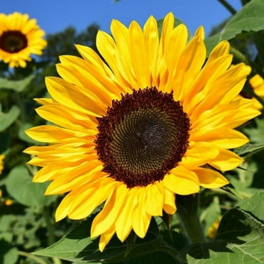 TomorrowSeeds - BULK Sunflower Seeds - 1 Ounce - For Planting Huge Tall Peredovik Black Oil Common Sun Flower USA Garden Plant 2024 Season