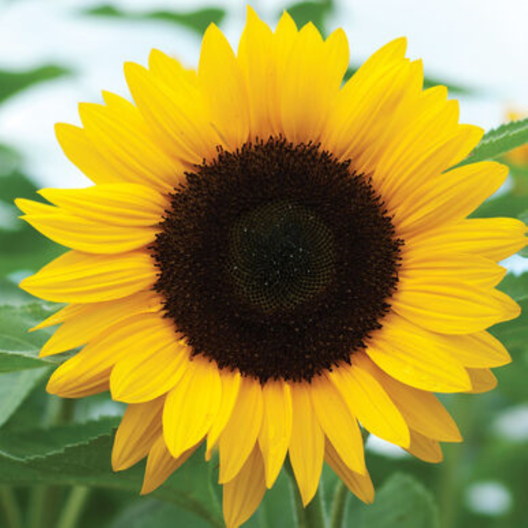 TomorrowSeeds - Peredovik Sunflower Seeds - 5 Pound Bulk - For 2026 Planting USA-Grown