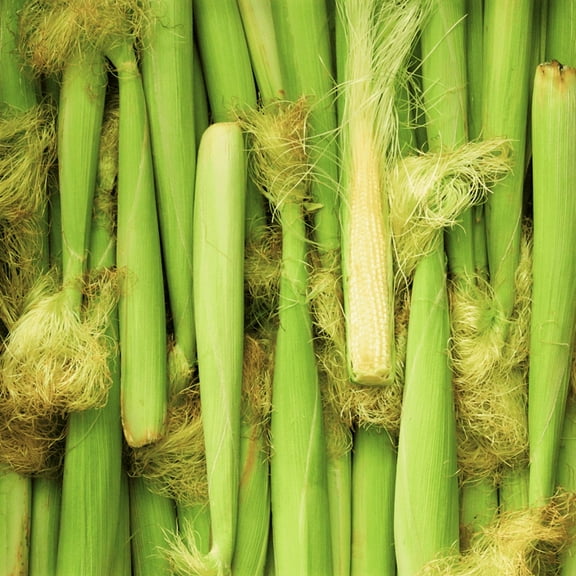 TomorrowSeeds - Baby Corn Seeds - 100+ Count - For 2026 Planting Asian Miniature Sweet Chinese